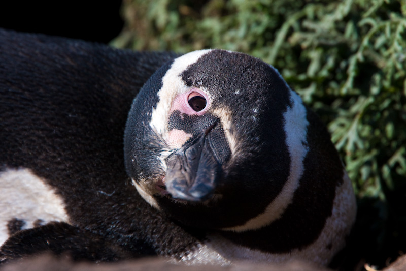 Magellanic Penguin